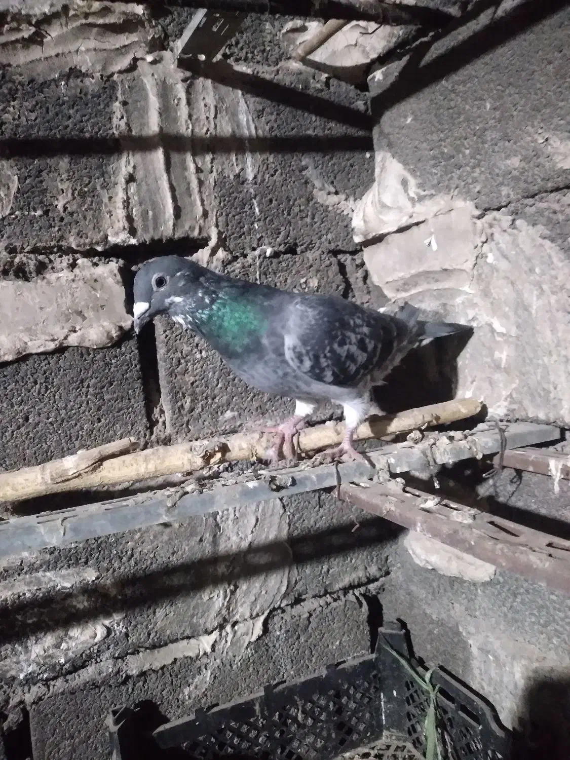 کفتر|پرنده|شوشتر, |دیوار