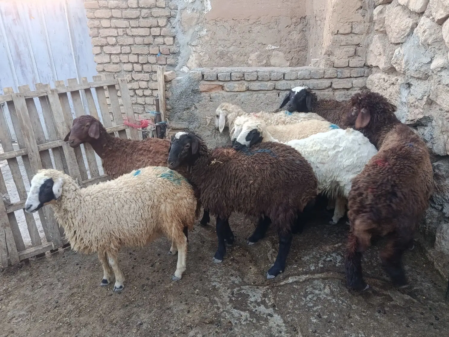 بره|حیوانات مزرعه|کوهدشت, |دیوار