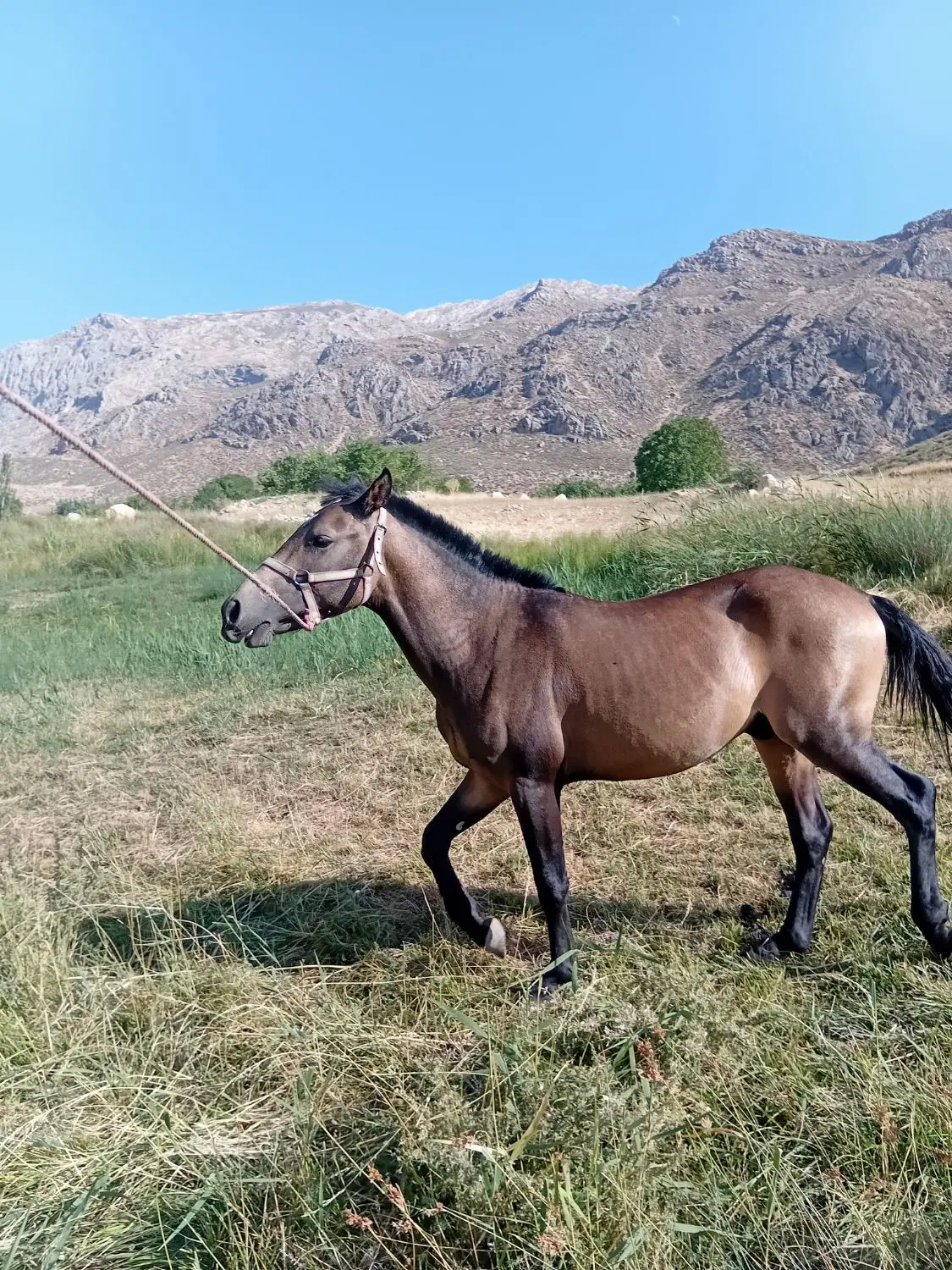 اسب|اسب و تجهیزات اسب‌سواری|اردل, |دیوار