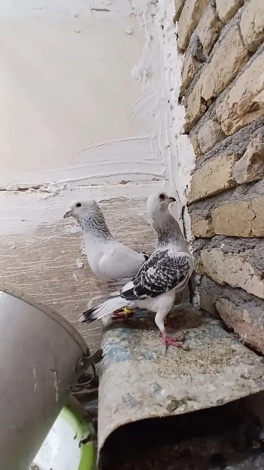 شامی|پرنده|چناران, |دیوار