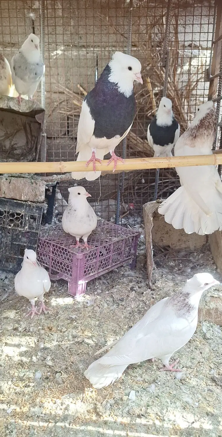 طوقی|پرنده|جیرفت, |دیوار
