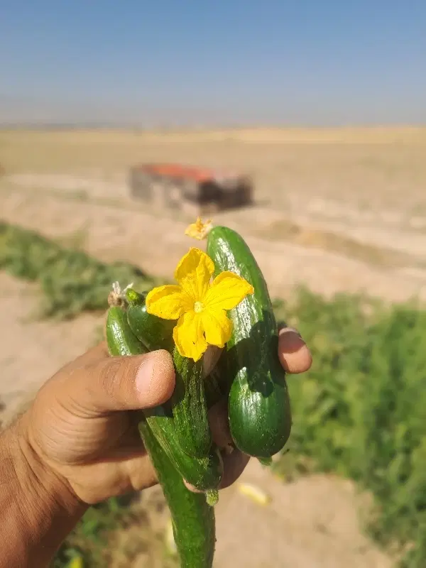 خیار|خوردنی و آشامیدنی|قوچان, |دیوار
