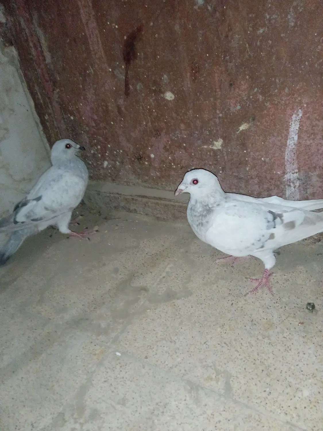 زهک|پرنده|زهک, |دیوار