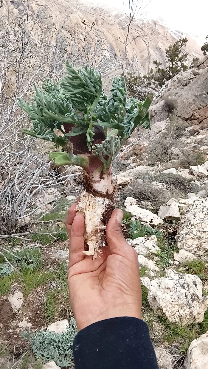 گنبو نر|گل و گیاه طبیعی|رودشت (چهارمحال و بختیاری), |دیوار