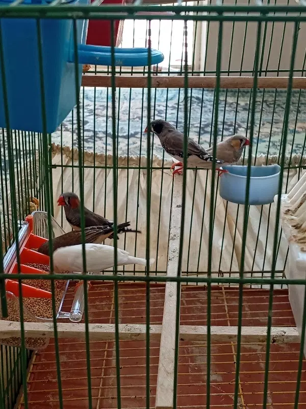 فنچ|پرنده|قهدریجان, |دیوار