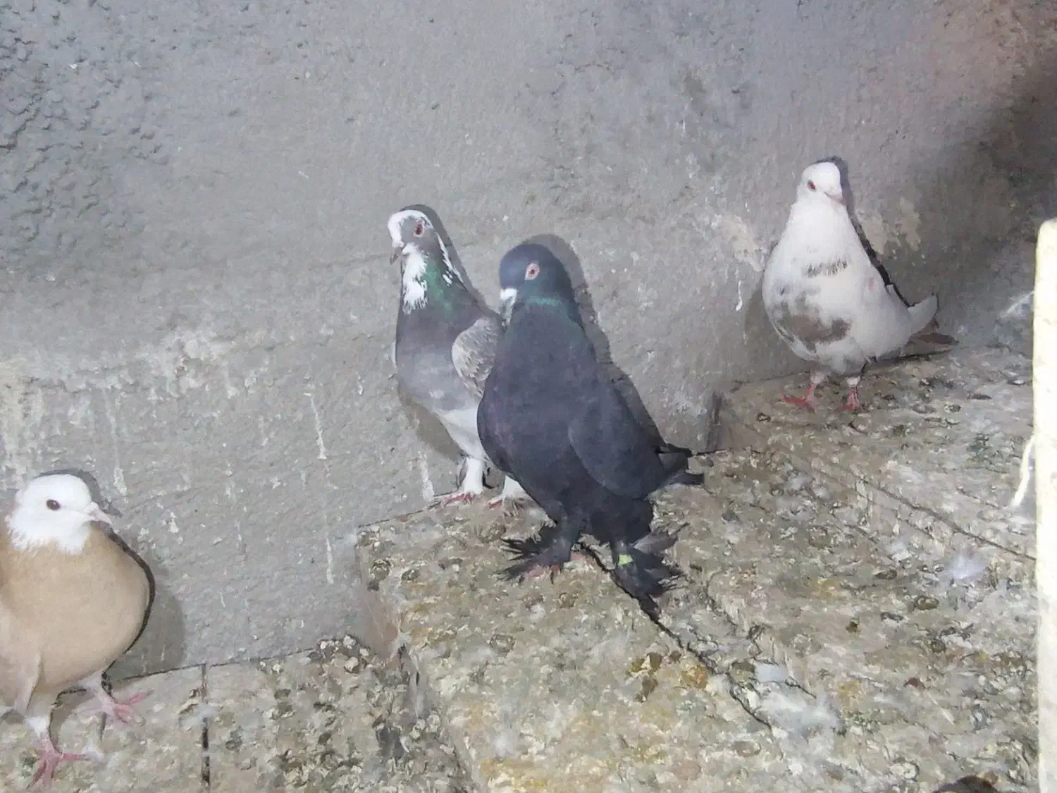 کبوتر|پرنده|مرند, |دیوار