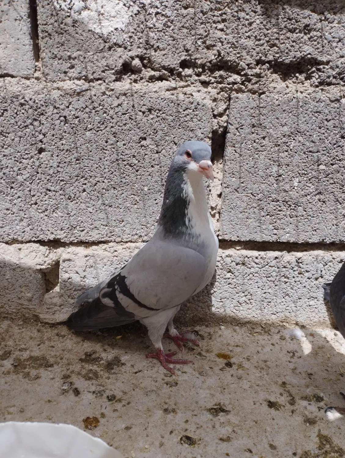 جفت نر|پرنده|زاهدان, |دیوار