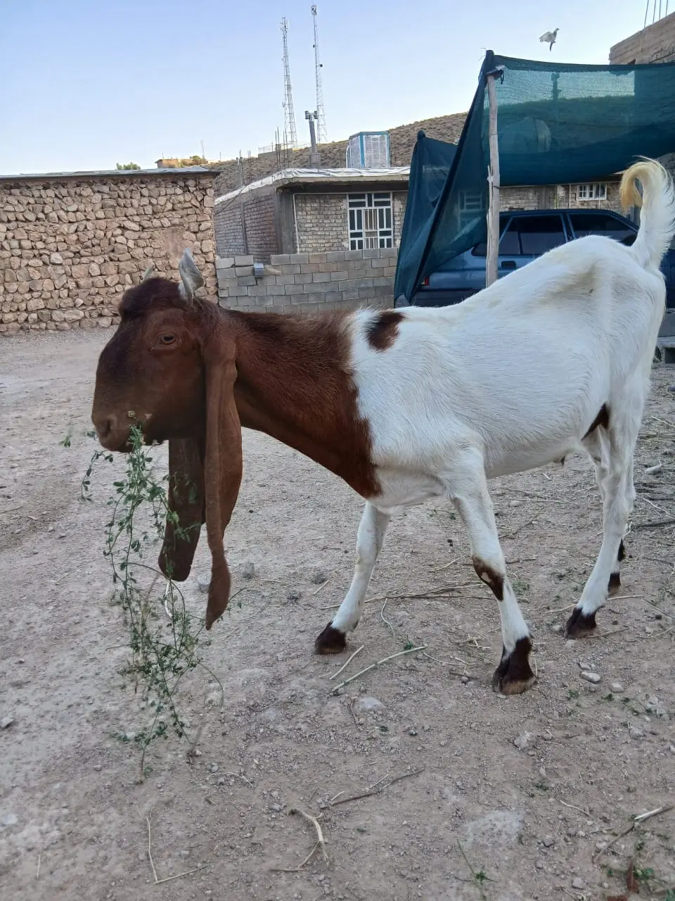 ۱۰۰۰۰|حیوانات مزرعه|راهگان, |دیوار