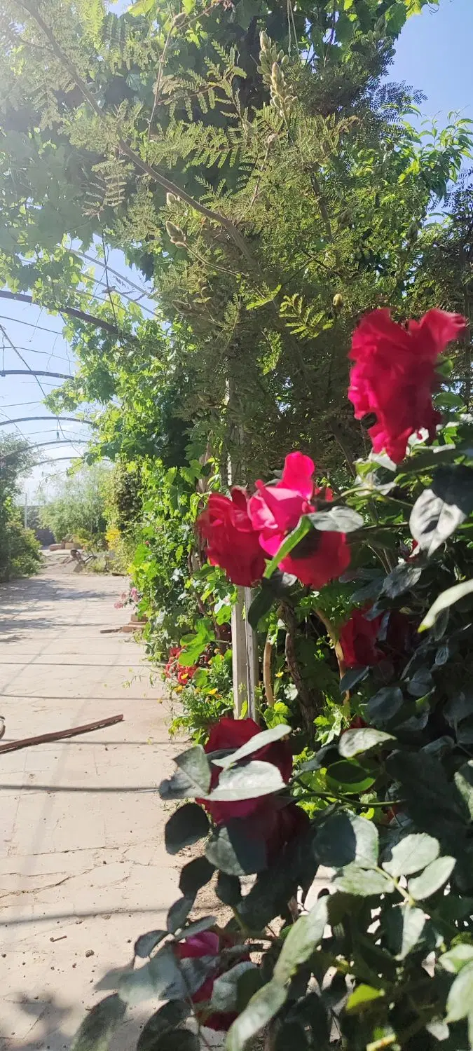 تصویر 2