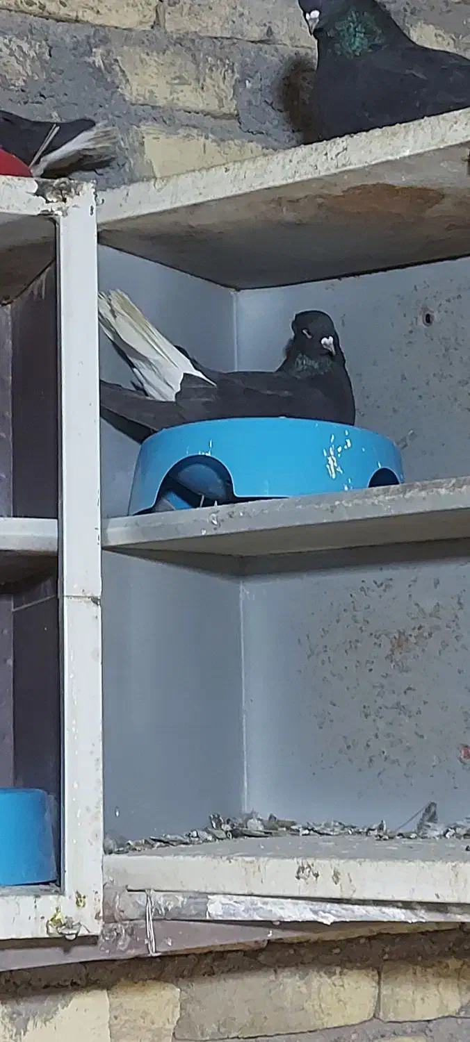 کبوتر|پرنده|یزد, |دیوار