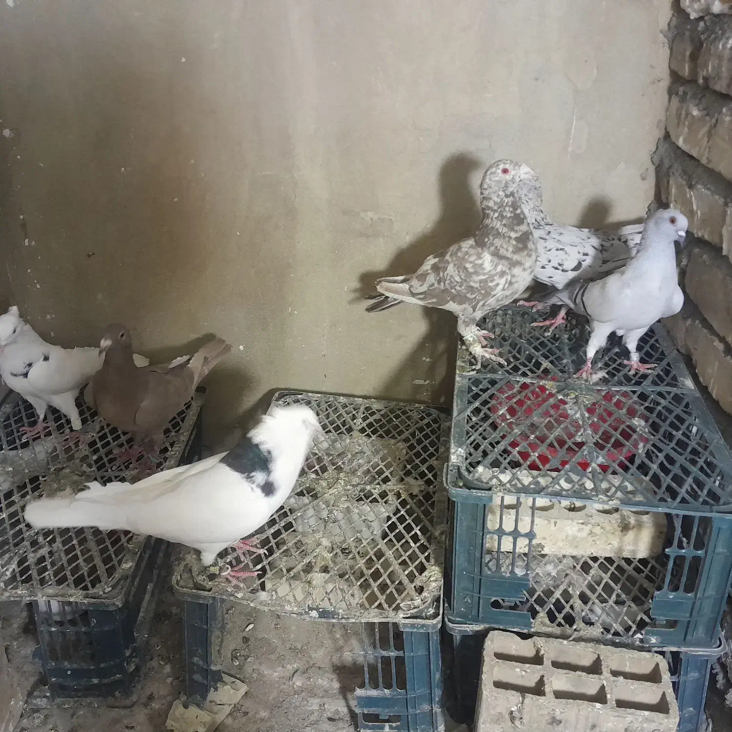 کفتر|پرنده|محمدیه-قزوین, |دیوار