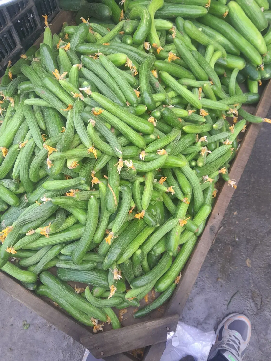 خیار|خوردنی و آشامیدنی|آبکوه, |دیوار
