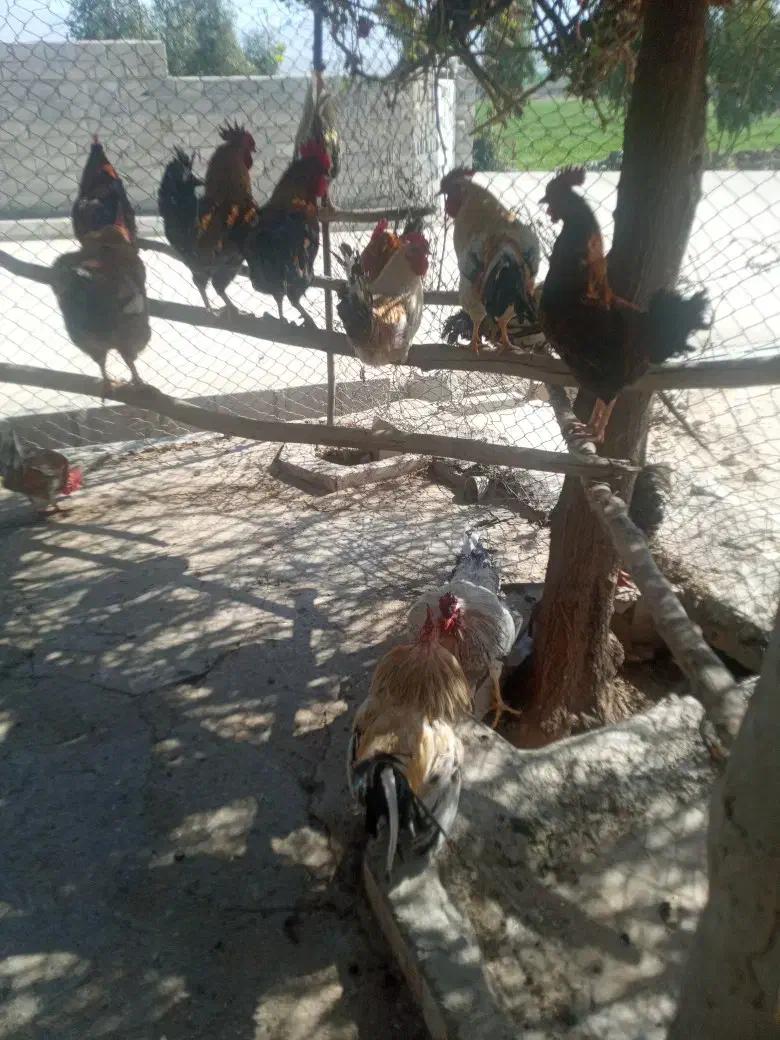 خروس|حیوانات مزرعه|سرپل ذهاب, |دیوار