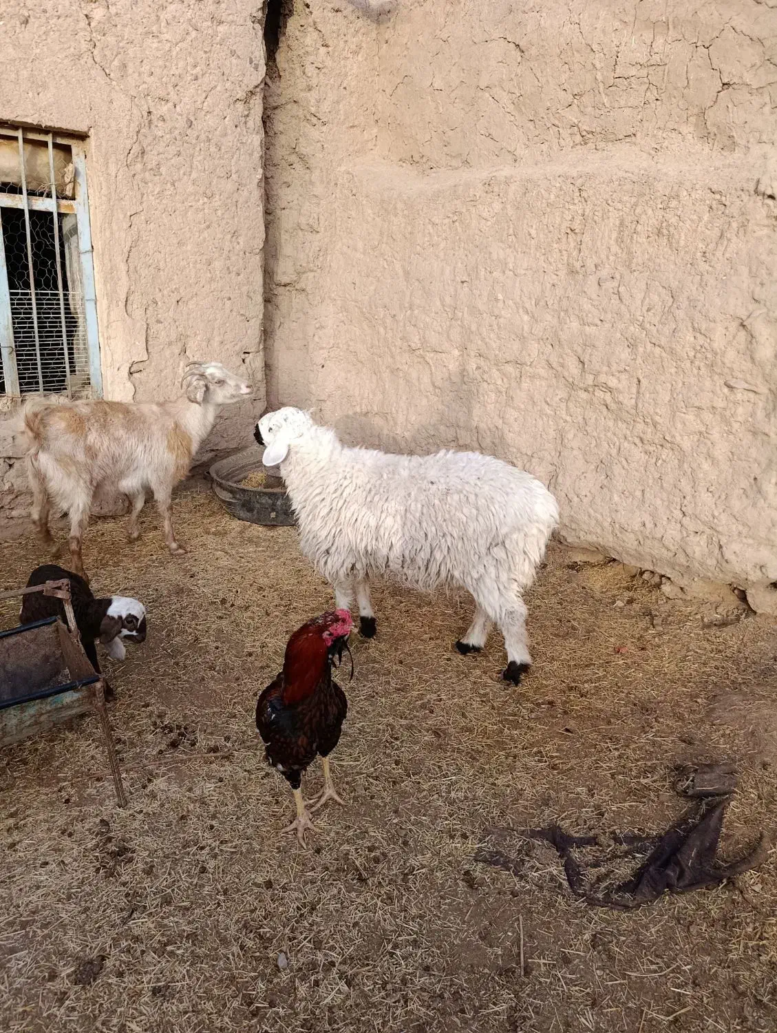 میش وبره|حیوانات مزرعه|بیرجند, |دیوار