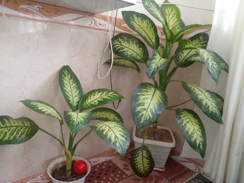 گل فروشی|گل و گیاه طبیعی|بانه, |دیوار