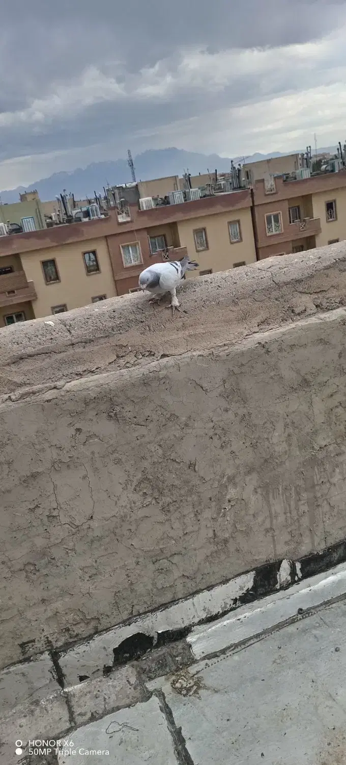 کفتر|پرنده|کرمان, |دیوار