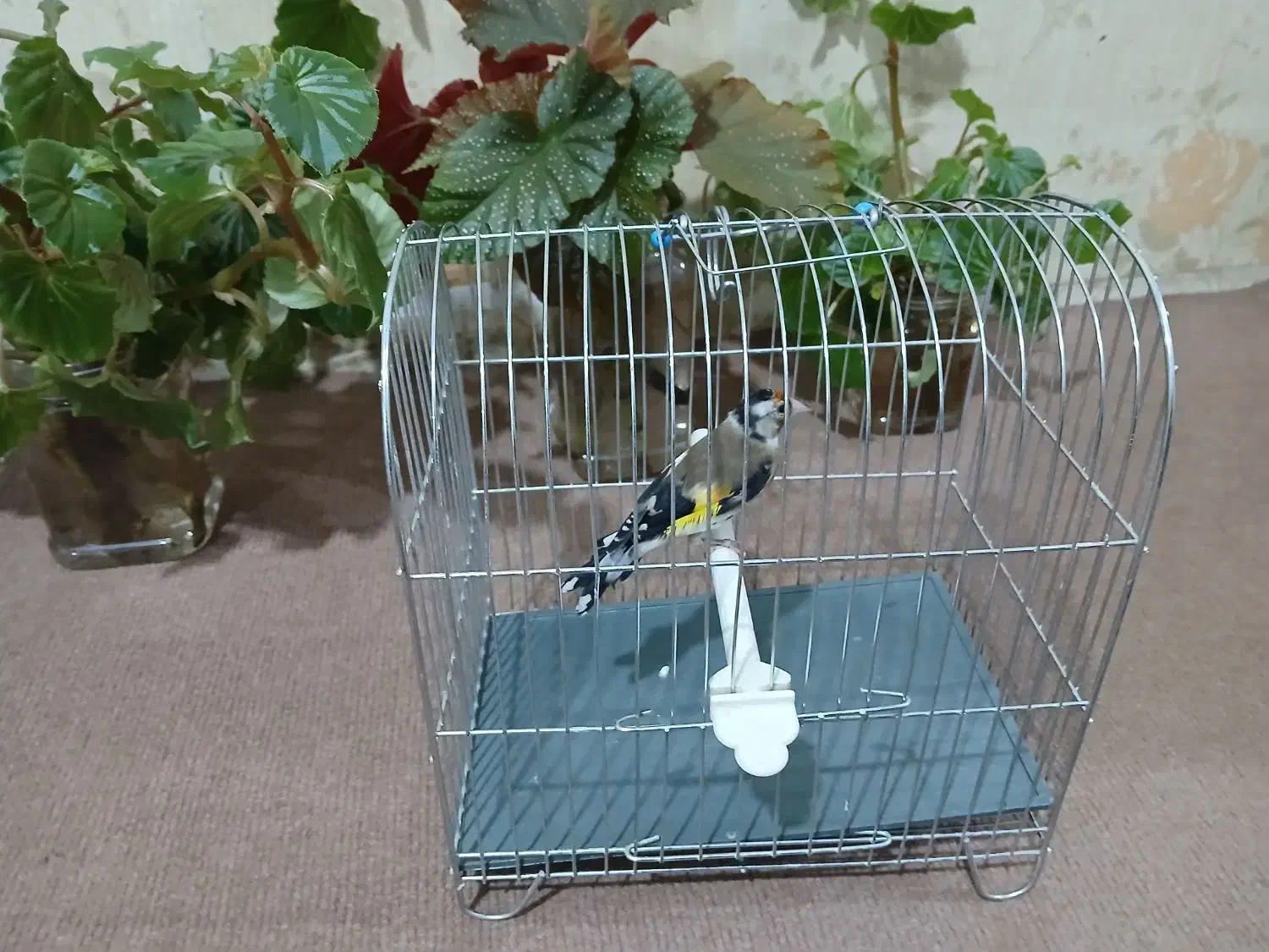 سیره ماده|پرنده|سنندج, |دیوار