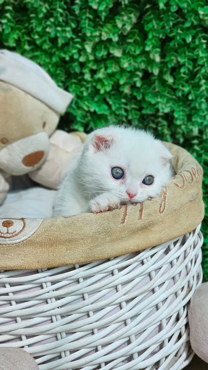 اسکاتیش سفید|گربه|بابل, |دیوار