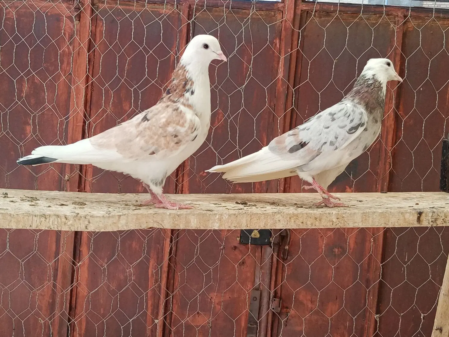 نر و ماده|پرنده|تکاب, |دیوار