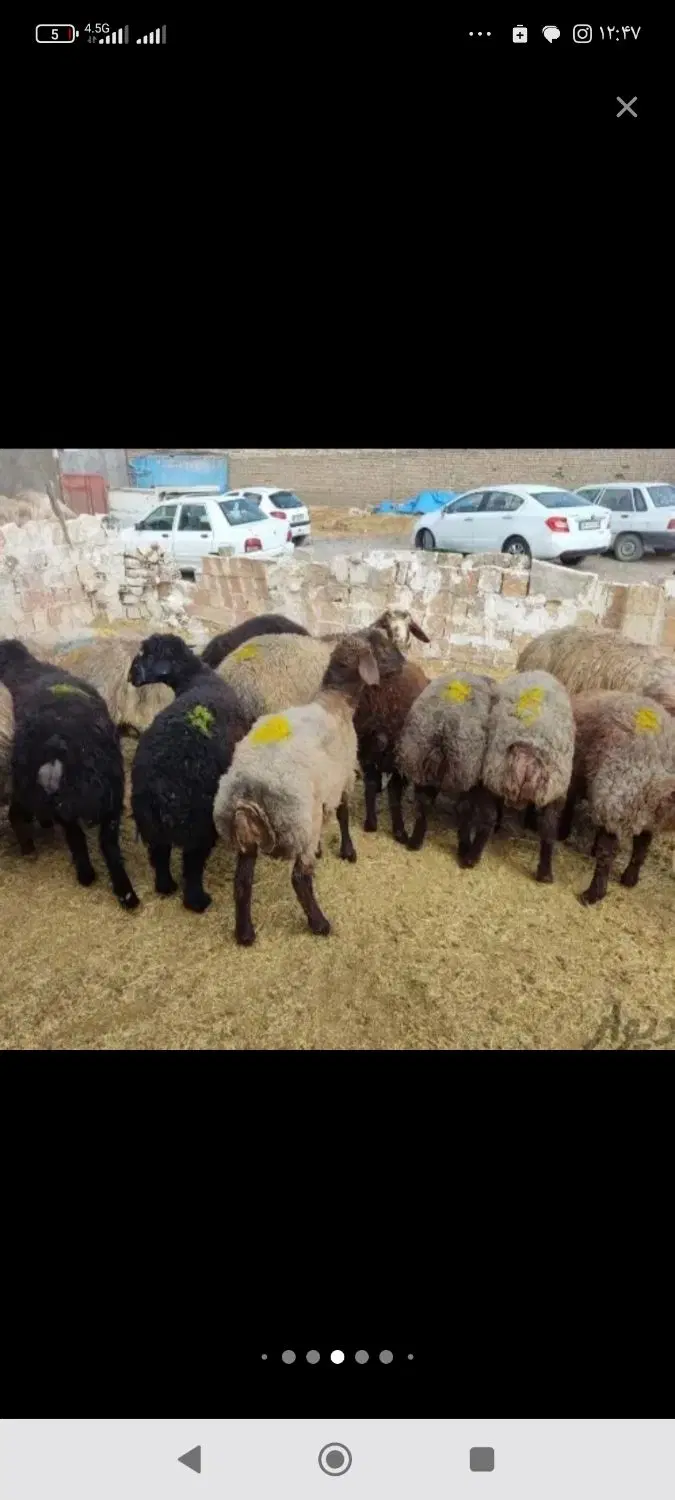 بره|حیوانات مزرعه|باقرشهر, |دیوار