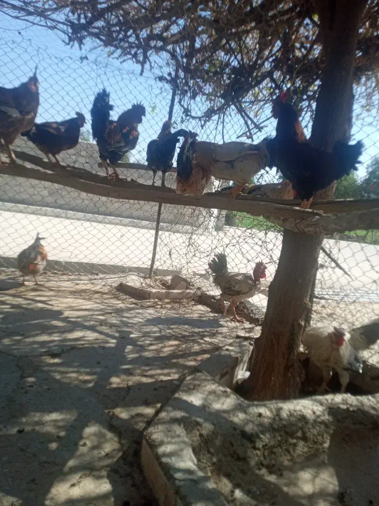 خروس|حیوانات مزرعه|سرپل ذهاب, |دیوار