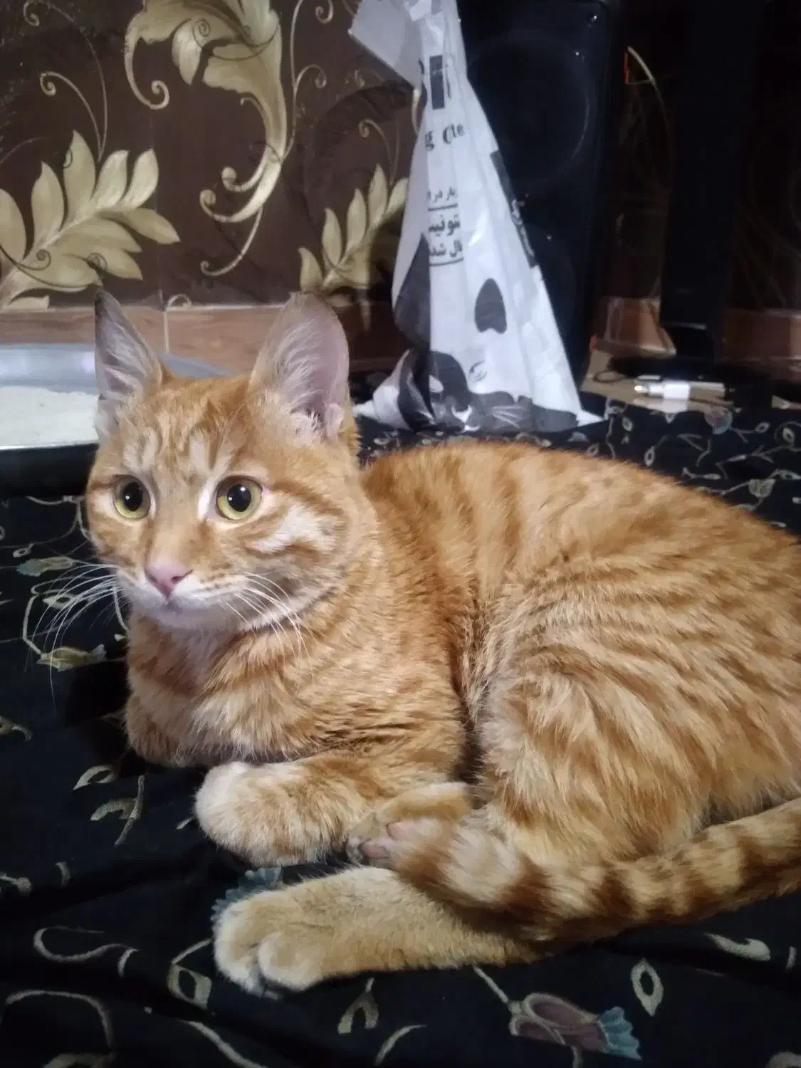 واگذاری|گربه|محمدیه-قزوین, |دیوار