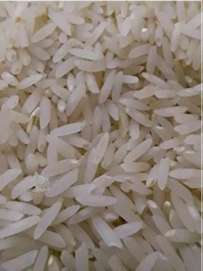برنج طارم هاشمی سورت شده درجه یک به مقدار محدود|خوردنی و آشامیدنی|ساری, |دیوار