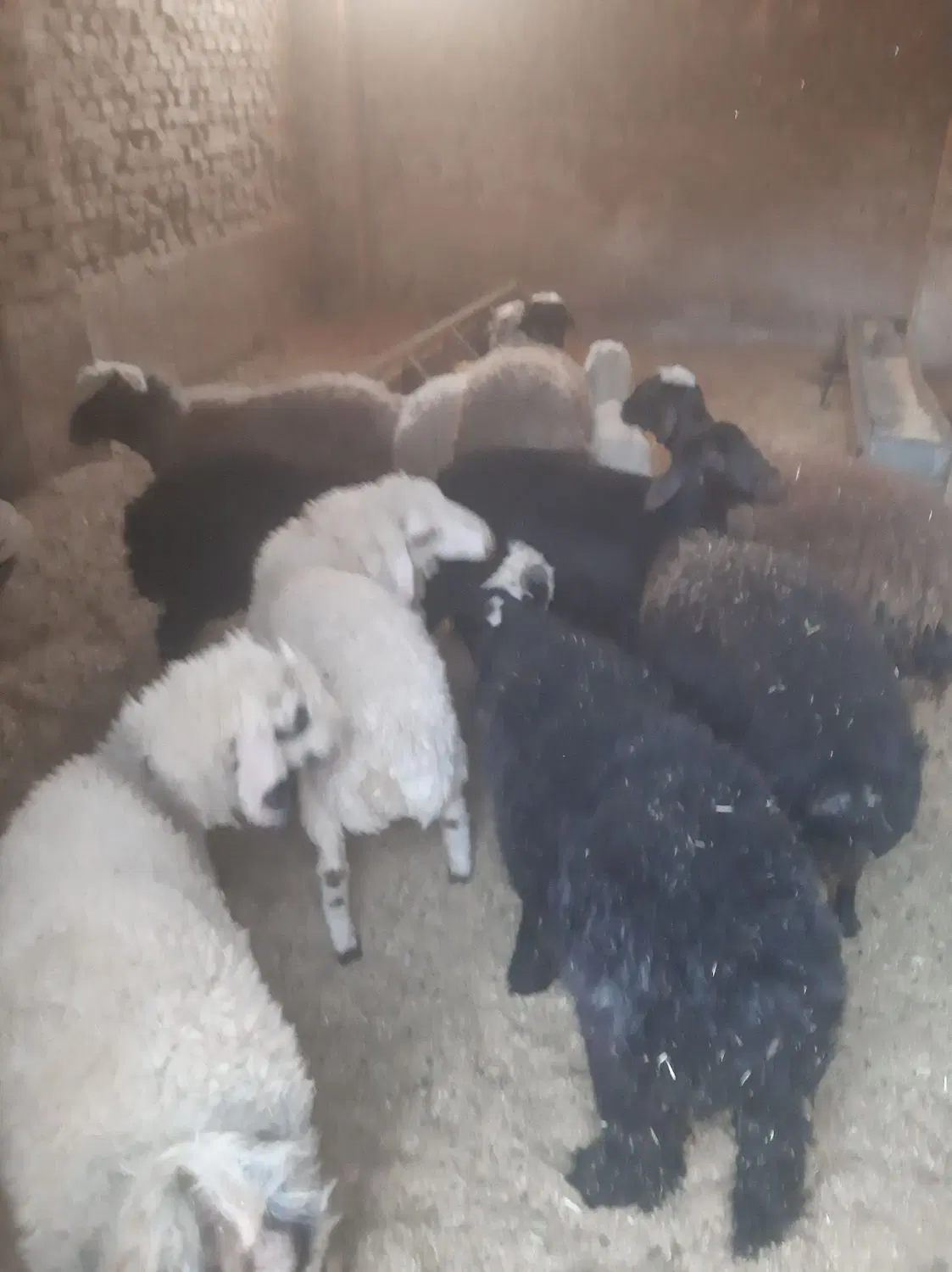 بره|حیوانات مزرعه|اردکان, |دیوار