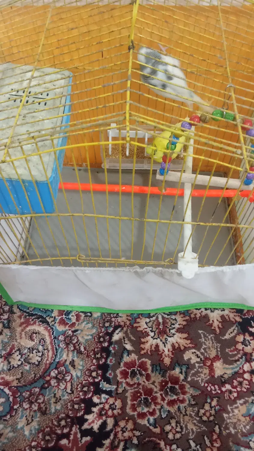 پرنده|پرنده|چناران, |دیوار