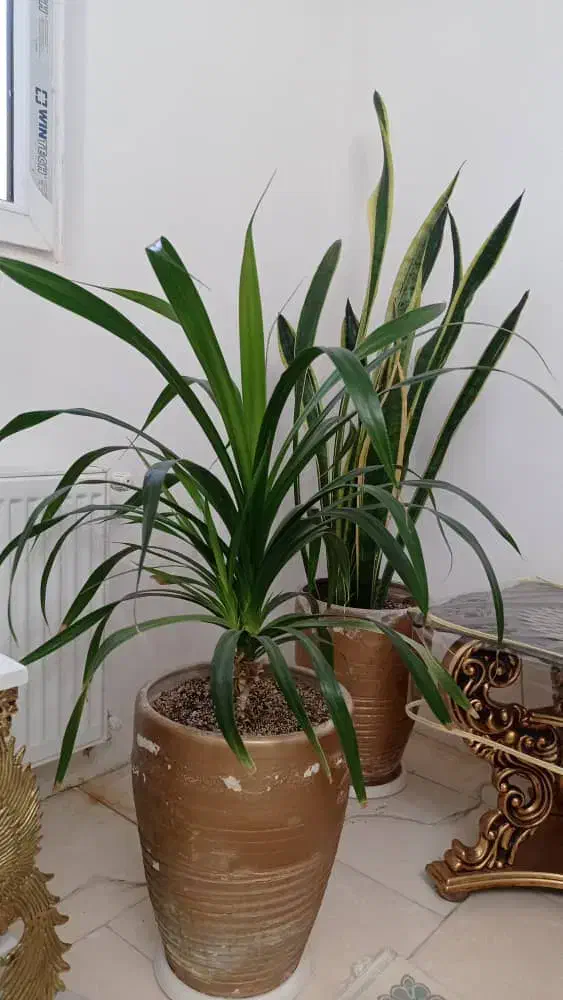 گل طییعی|گل و گیاه طبیعی|گلبهار, شهر جدید گلبهار|دیوار