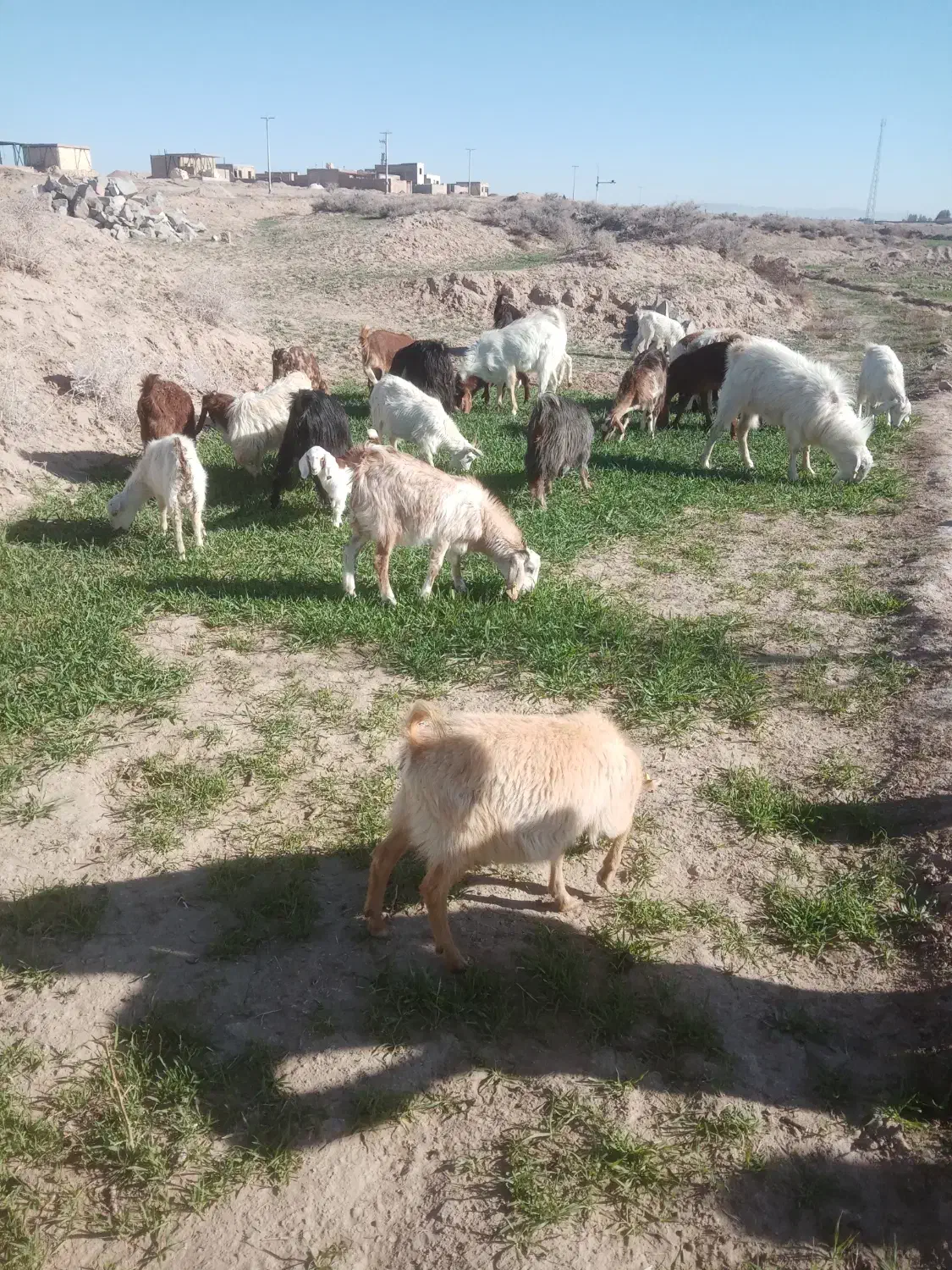 بززاییده|حیوانات مزرعه|بیرجند, |دیوار