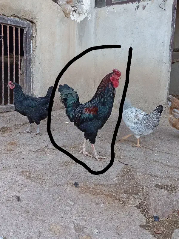 خروس محلی|حیوانات مزرعه|جوانرود, |دیوار