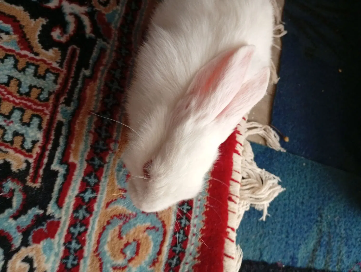 خرگوش|موش و خرگوش|ماهان, |دیوار