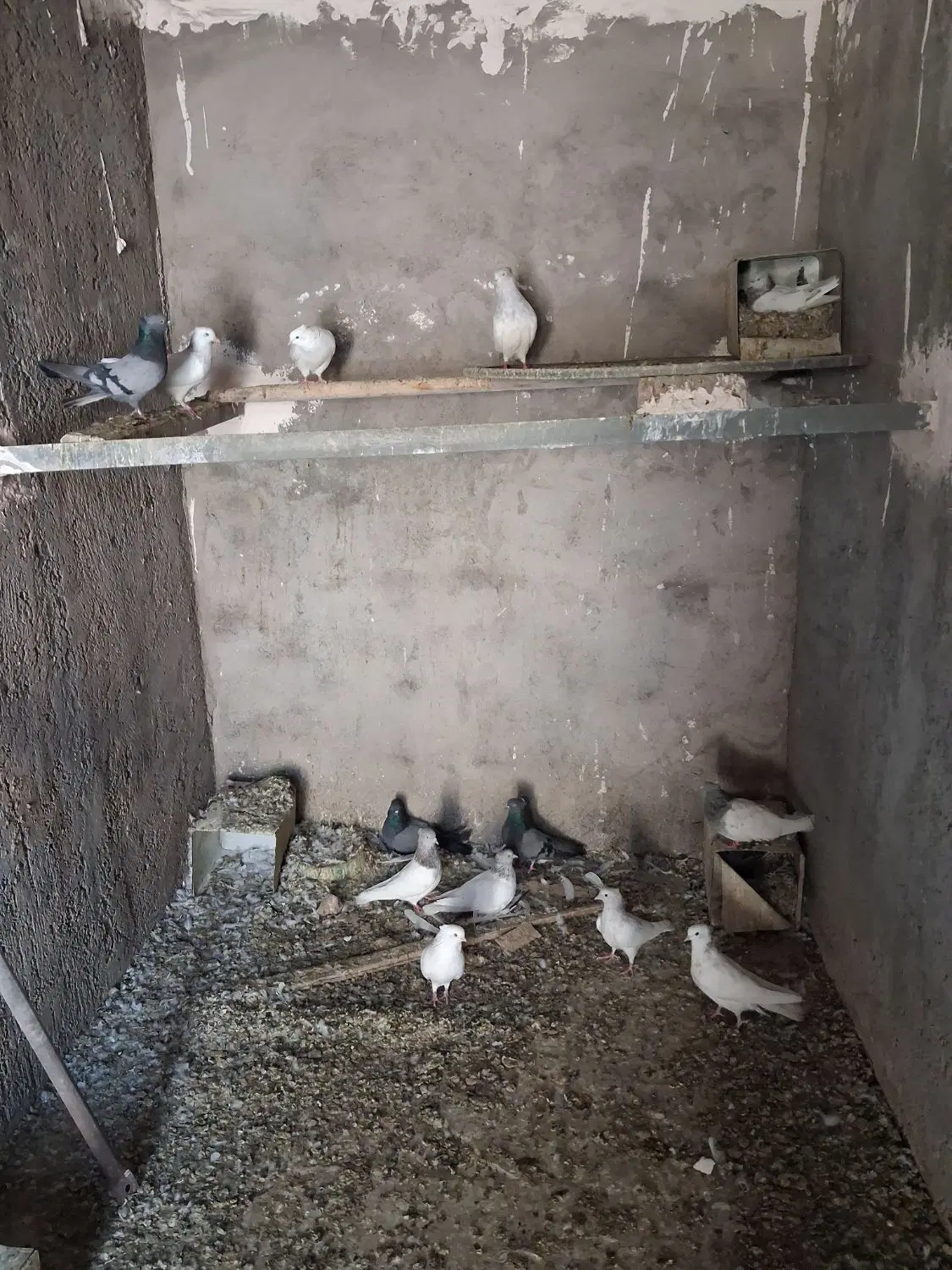 کفتر|پرنده|بم, |دیوار