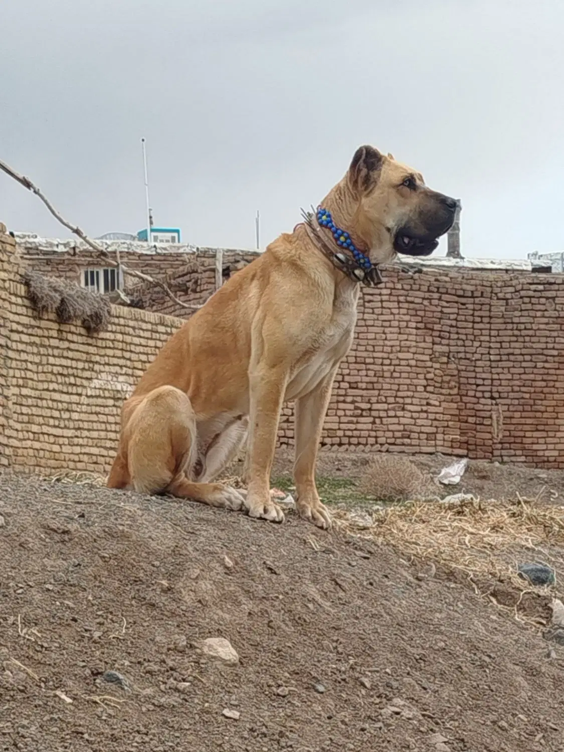 ماده|سگ|تربت‌حیدریه, مسجد جامع|دیوار