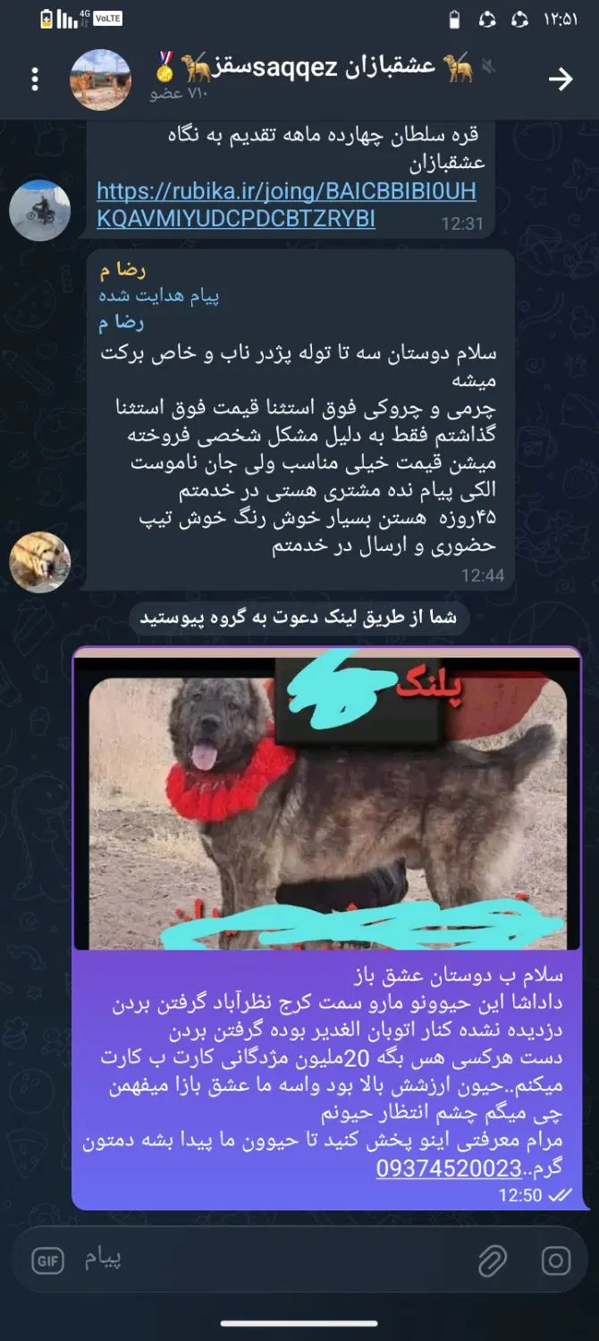 گمشده|حیوانات|نظرآباد, نجم آباد|دیوار