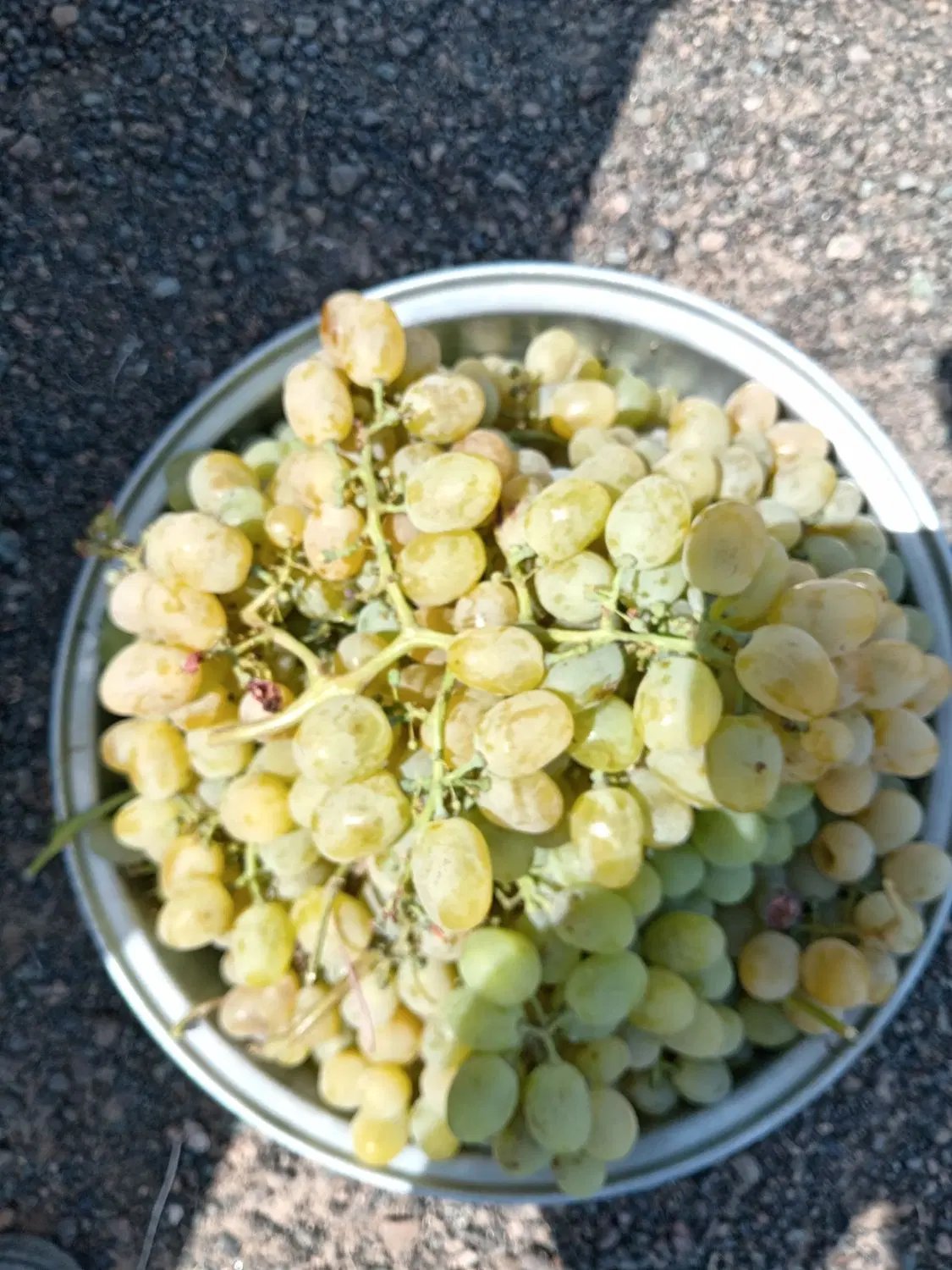 انگور|خوردنی و آشامیدنی|جوین, |دیوار