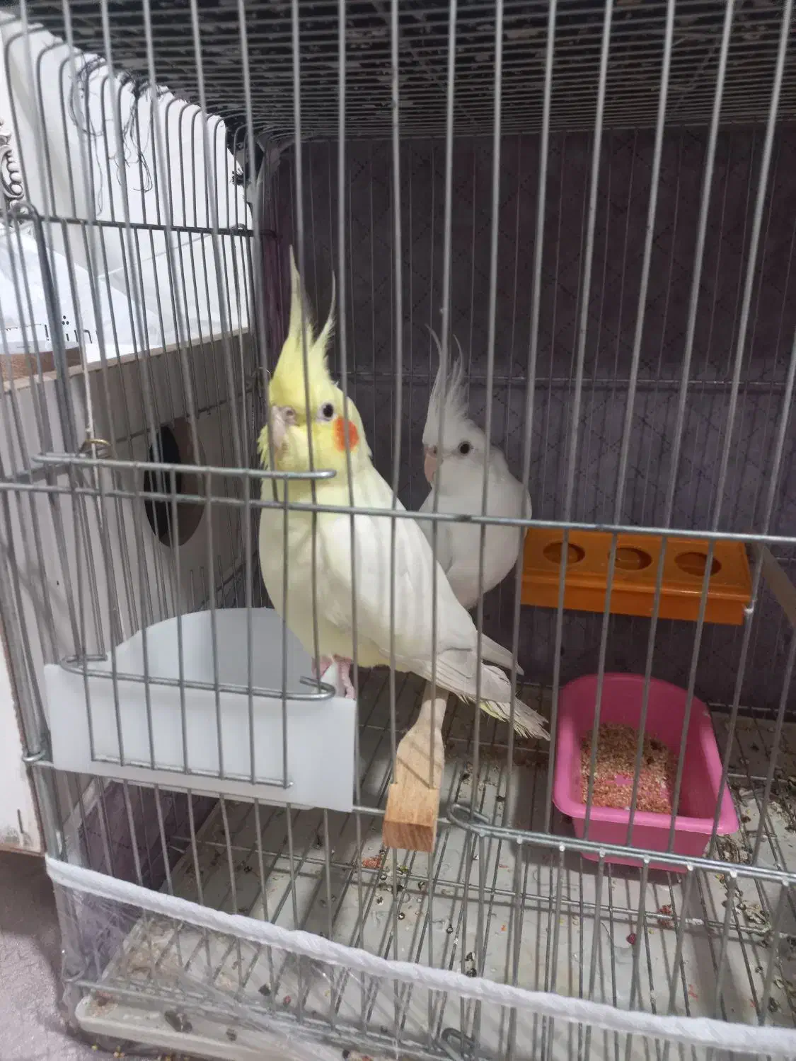 عروس هلندی|پرنده|اردبیل, |دیوار