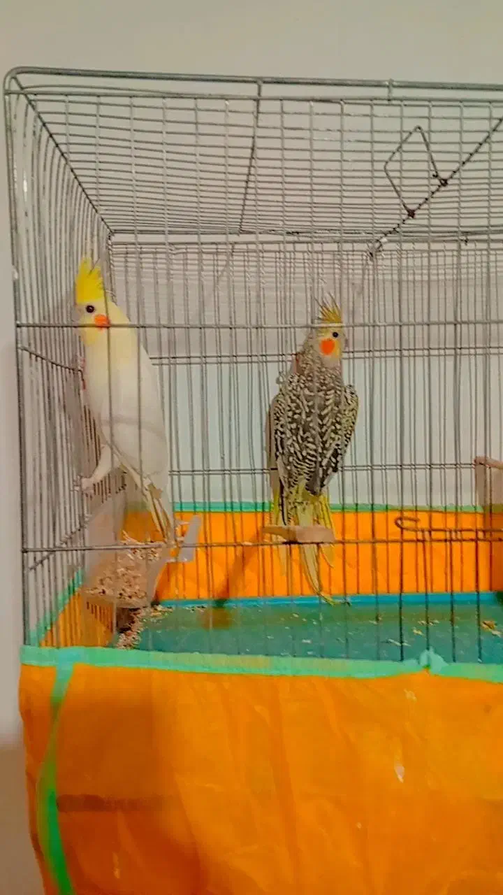 عروس هلندی|پرنده|رویان, |دیوار