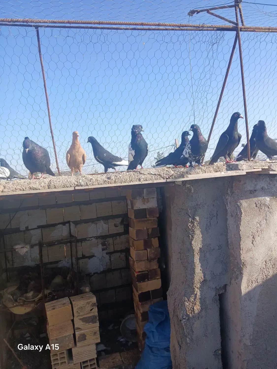 کبوتر|حیوانات|رفسنجان, |دیوار