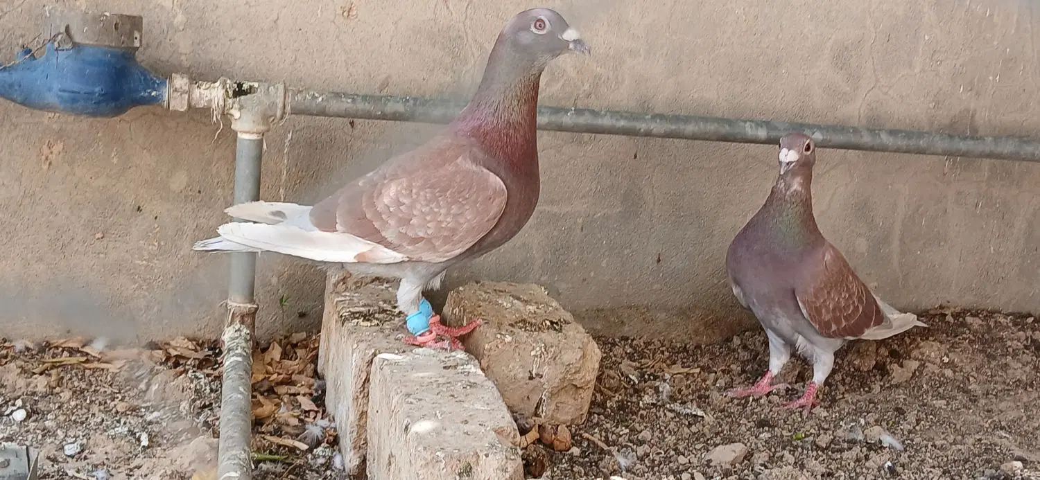 کبوتر|پرنده|کوهمره, |دیوار
