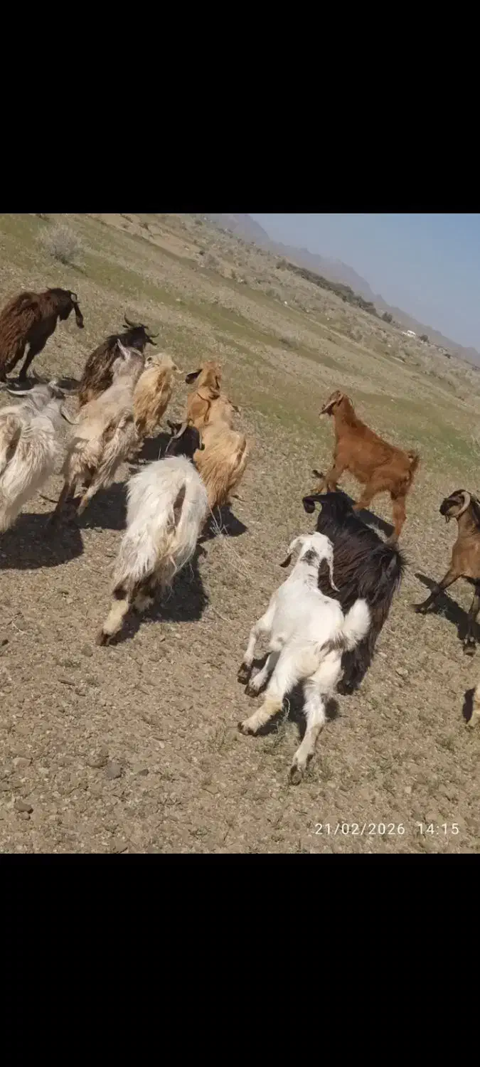 چپش گیسه بز|حیوانات مزرعه|جیرفت, |دیوار