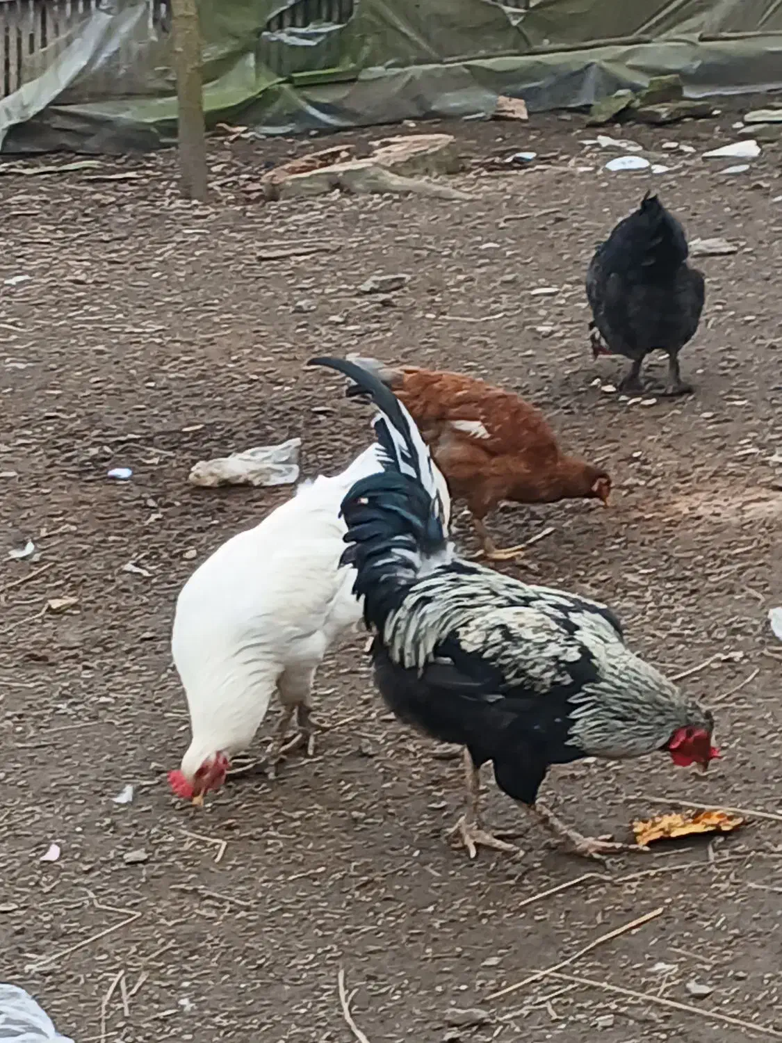 خروس|حیوانات مزرعه|رشت, حومه رشت|دیوار