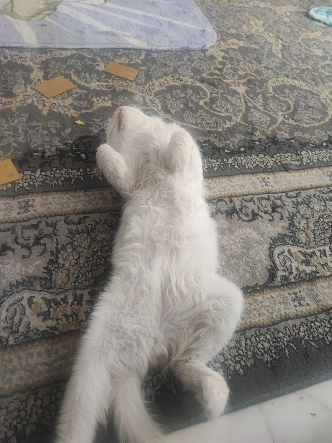 گربه|گربه|کرمان, |دیوار