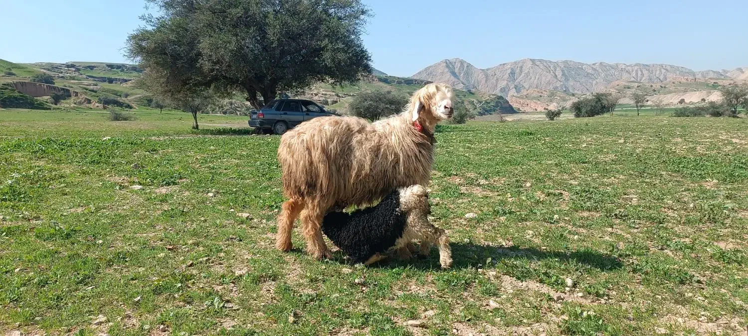دوتا میش و برع داشتی|حیوانات مزرعه|مسجد سلیمان, |دیوار