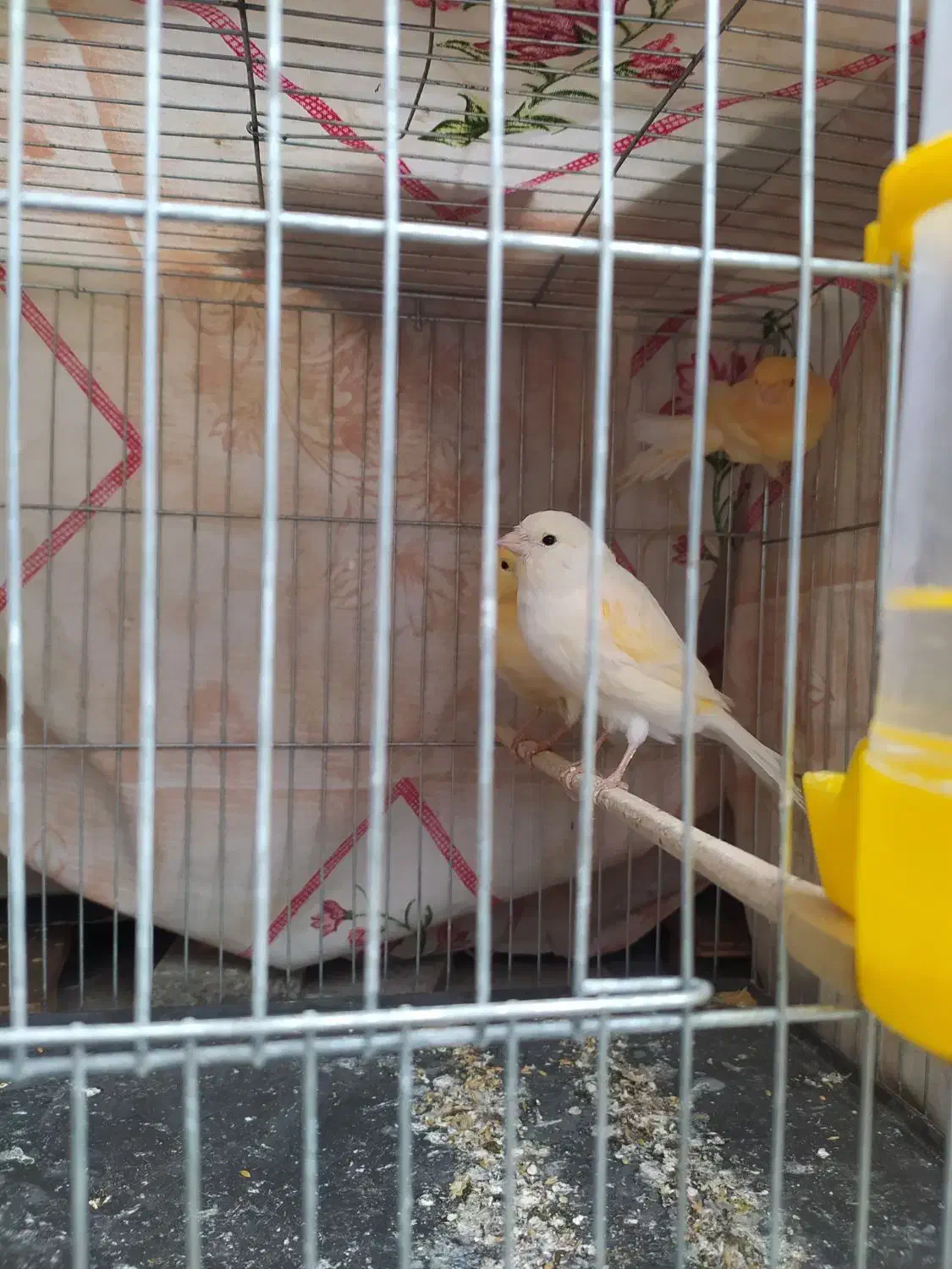 ۴قناری موزاییکی|پرنده|خرم‌آباد, |دیوار