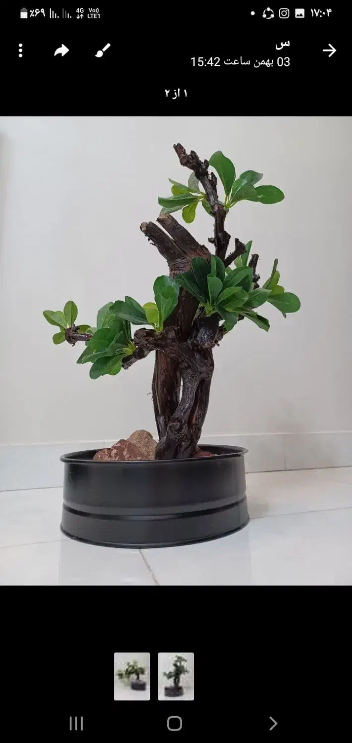 گل مصنوعی|گل مصنوعی|تهران, ارجمندی راد|دیوار