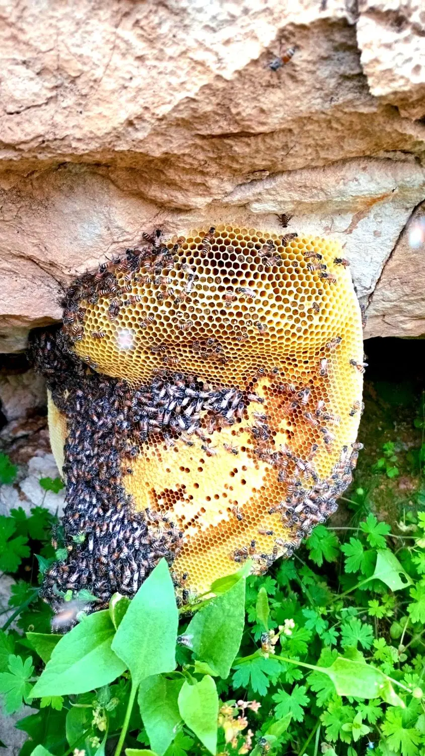 عسل کوهی|خوردنی و آشامیدنی|دهلران, |دیوار