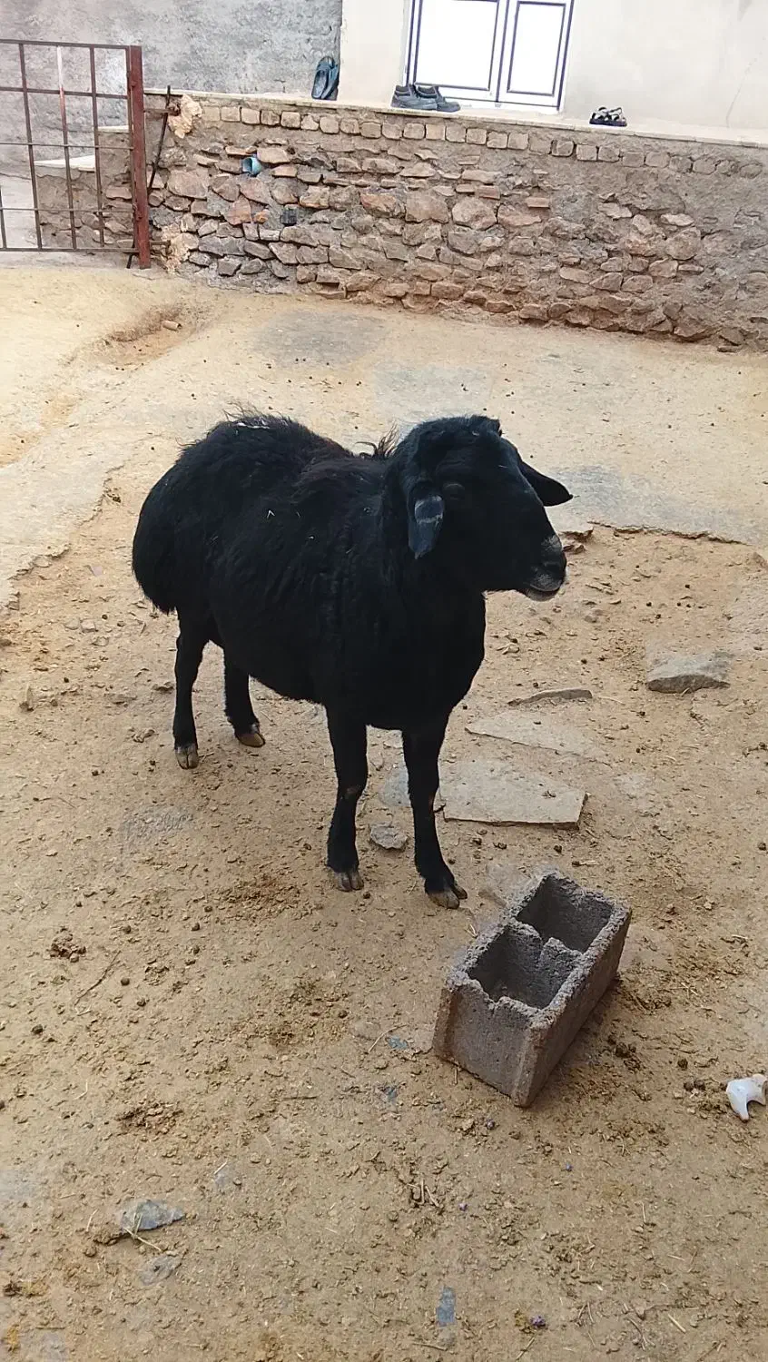 قوچ|حیوانات مزرعه|قره پشتلو, |دیوار