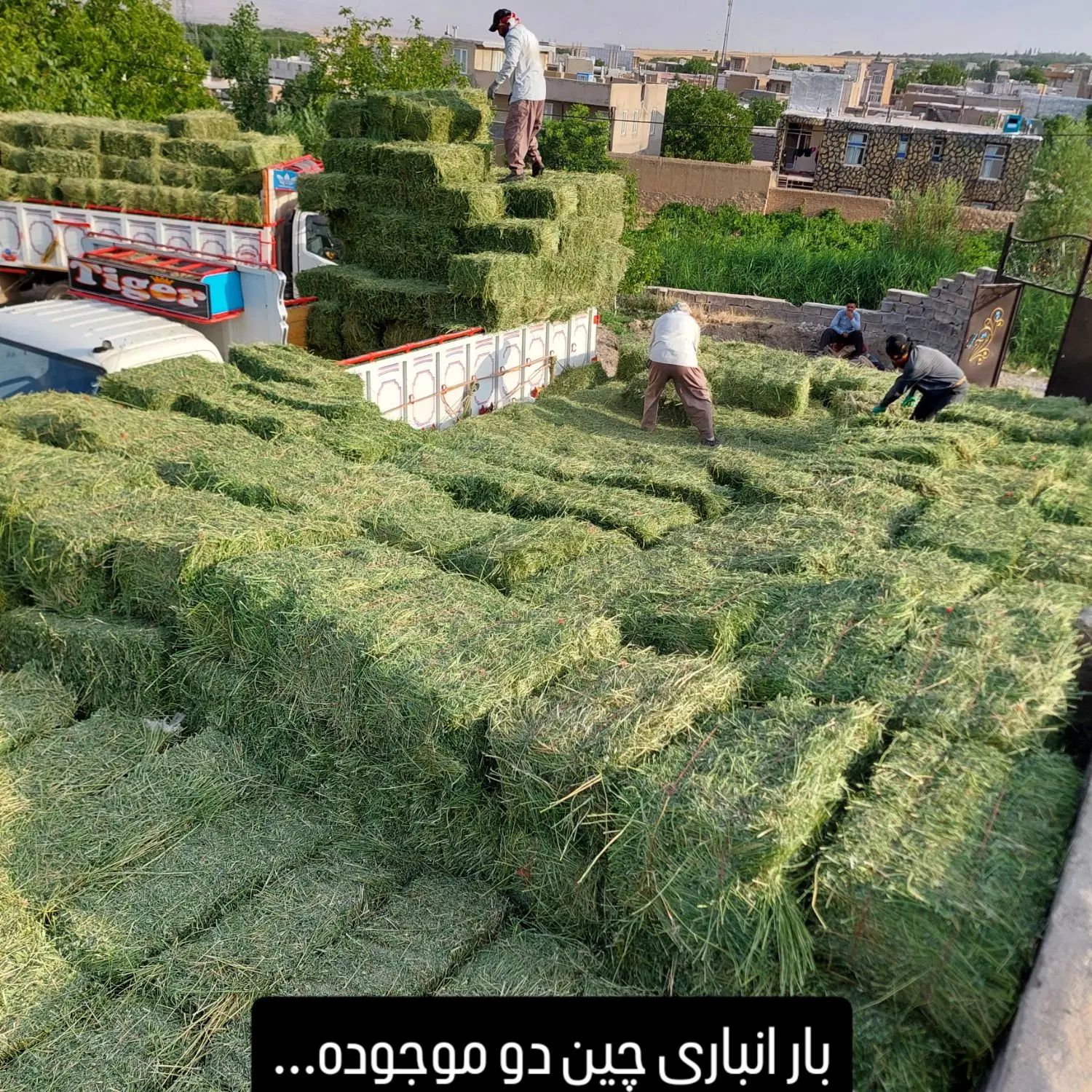 یونجه|عمدهفروشی|سردرود, |دیوار
